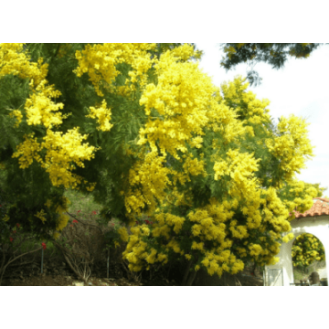 Acacia Arabica Seeds  Babool, Gum Arabic Seeds - 50 Seeds 