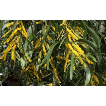 Acacia Auriculiformis Plant ,  Australian Babool Plant In India