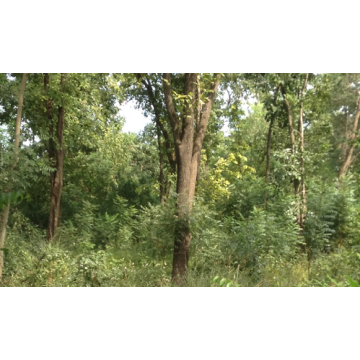 Acacia Mangium Plant , Black Wattle Plant For Sale In India