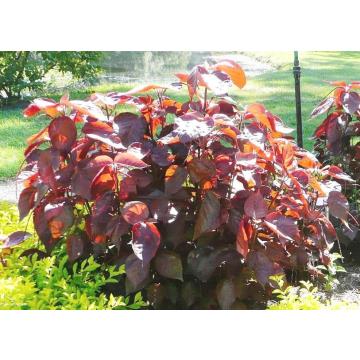 Buy Acalypha Wilkesiana ( Green Red ) ,Copper Leaf Plant 