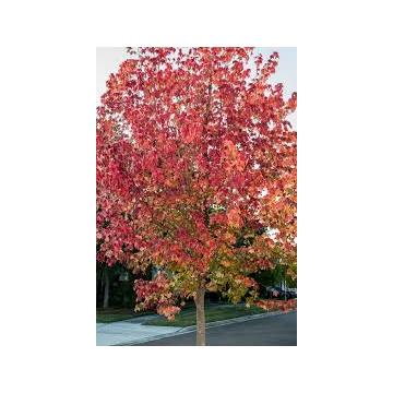 Buy Trident Maple , Acer Buergeranum - 10 Seeds Pack
