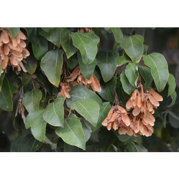 Acer Oblongum , Himalayan Maple Plant 