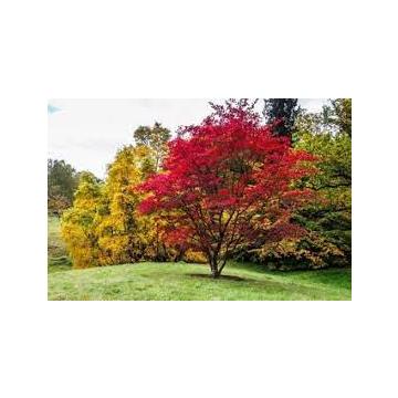 Japanese Maple ( Acer Palmatum )  - 10 Seeds Pack
