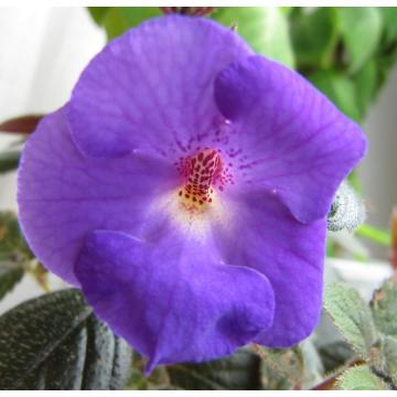 Achimenes Purple  - Pack of 10 Bulbs 