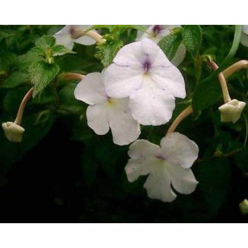 Achimenes White Bulbs - 10 Bulbs Pack 