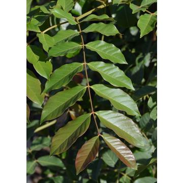 Acrocarpus Fraxinifolius , Pink Cedar Plant 