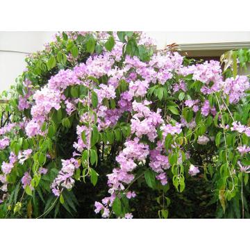Buy Adenocalymma Alliaceum, Garlic Vine Plant 
