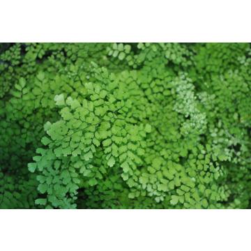 Buy Adiantum Capillis Veneris, Fern Plant 