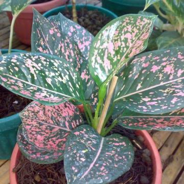 Aglaonema Pink Beauty Plant