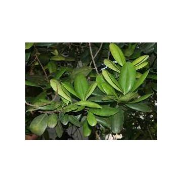Pimenta Dioica , All Spice Plant