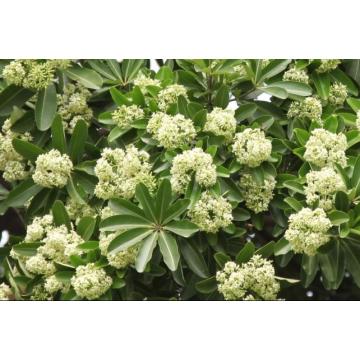Buy Alstonia Scholaris Plant , Indian Devil Tree  Saptaparni  Plant For Sale - Free Shipping