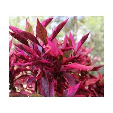 Alternanthera Red