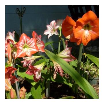 Amaryllis Mix Bulbs - Pack Of 5 Bulbs 