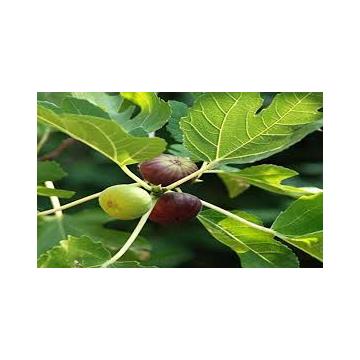 Ficus Carica, Anjeer , Indian Fig Plant