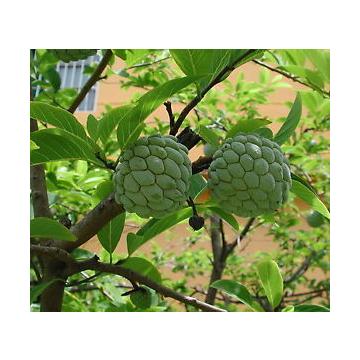 Buy Custard Apple Seeds, Annona Squamosa  25 Seeds 