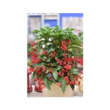 Ardisia Crenata, Corall Berry Plant