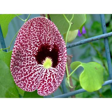 Buy Aristolochia Elegans , Calico Flower Duck Flower Plant