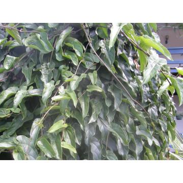 Aristolochia Tagala Seeds , Indian Birthwort , Dutchman's Pipe - 50 Seeds