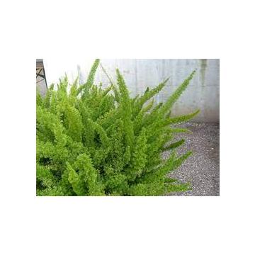 Asparagus Fern ( Foxtail Fern ,  Meyeri ) Plant 