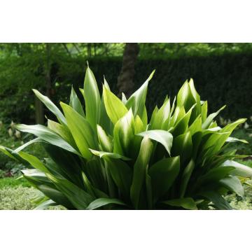 Buy Aspidistra Elatior ,  Cast Iron Plant 