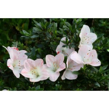 Azelea Akebono Plant For Sale With Free Shipping