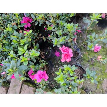 Azalea Pink Plant ( Rhododendron Family )