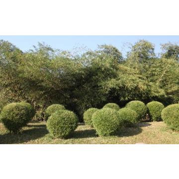 Dendrocalamus Strictus ,  Bans Tree 100 Seeds For Sale In India
