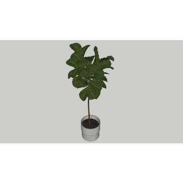 Buy Ficus Benghhalensis, Banyan Tree , Bargad Plant 