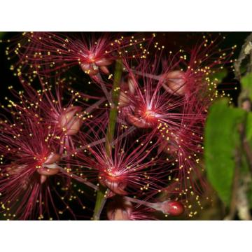 Barringtonia Acutangula Plant, Freshwater Mangrove Plant