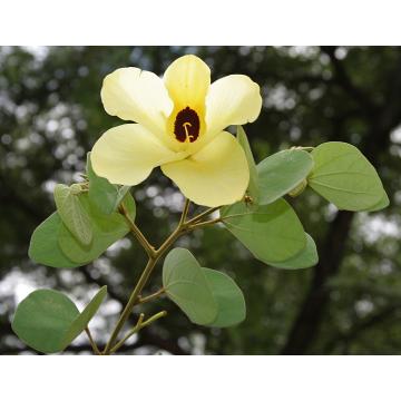 Buy Bauhinia Tomentosa, Peeli Kachnar Plant 