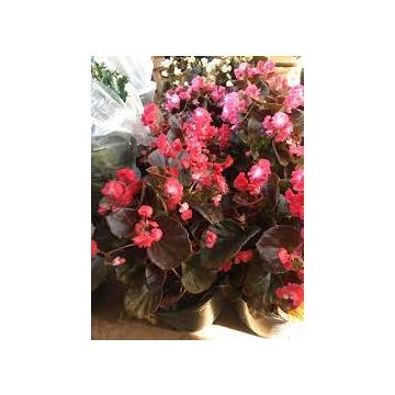 Buy Begonia Semperflorens Plant , Wax Begonia Plant