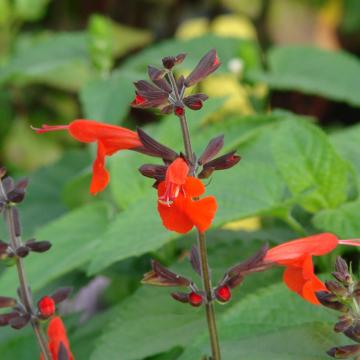 Salvia Coccinea , Blood Sage Plant 