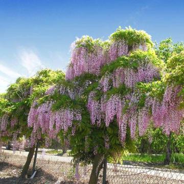 Buy Bolusanthus Speciosus Plant, Tree Wisteria  , African Wisteria Tree , 
