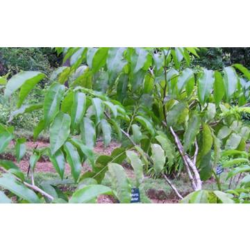 Buy Boswellia Serrata Plant, Frankincense Plant For Sale With Free Shipping