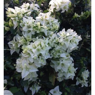 Bougainvillea White Plant