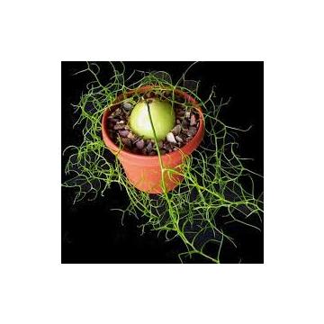 Buy Bowiea volubilis , Climbing Onion - One Bulb