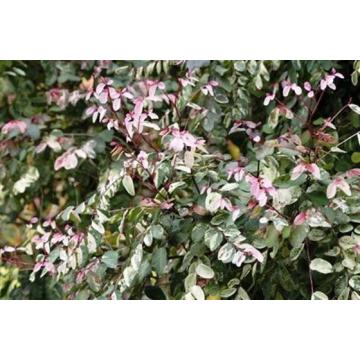 Buy Breynia Nivosa , Snow Bush Plant 