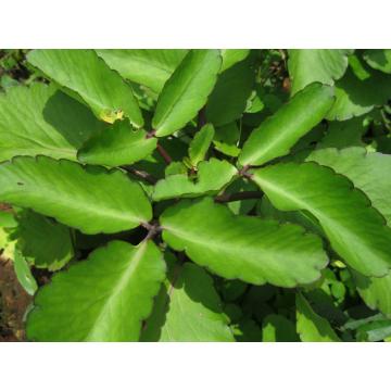 Bryophyllum Plant , Pattharchata 