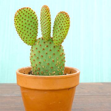  Opuntia Microdasys, Bunny Ear Cactus Plant Red 