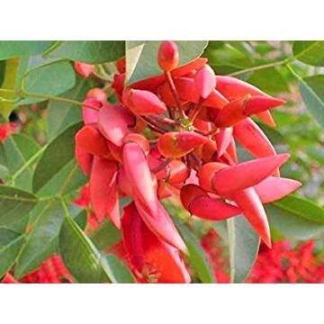 Butea Monosperma Seeds, Palash Tree 50 Seeds Pack