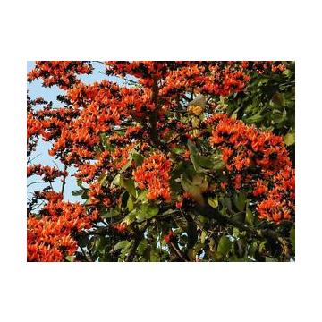 Butea Monosperma , Palash Plant , Flame Of The Forest Plant 