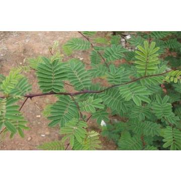 Buy Acacia Catechu Seeds, Khair  - 100 Seeds