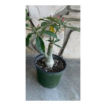 Adenium Plant, Desert Rose (Assorted Colors )
