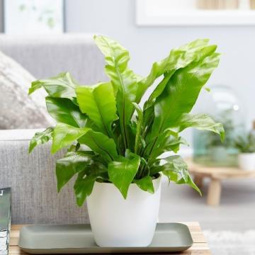 Buy Asplenium Nidus Plant , Birds Nest Fern 