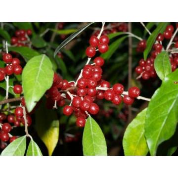 Elaeagnus Umbellata Seeds , Autumn Olive  - 25 Seeds