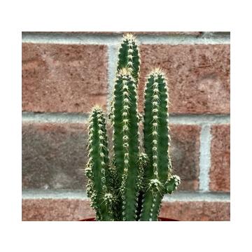 Acanthocereus tetragonus ( Fairy Castle Cactus )