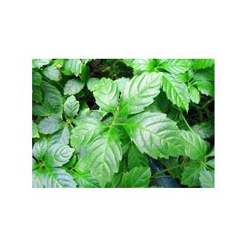 Gynostemma Pentaphyllum Seeds , Herb Of Immortality Seeds - 25 Seeds