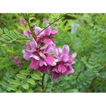 100 Seeds Of Indigofera Tinctoria ( True Indigo ) Pack