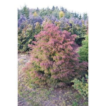 Buy Cryptomeria Elegans, Japanese Red Cedar Plant - Delivery All Over India
