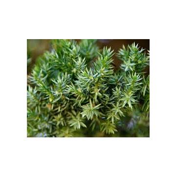 Buy Juniperus Horizontalis Prostrata Plant 
